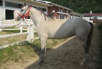 �Ͼ�ٶ� (HAYAN BARAM) ����