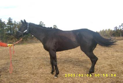 ��ȣõ�� ����