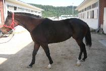 ���Ǵ��� (HAPPY DANCE) ����