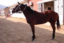 ����Ư�� (JEONMAE TEUKHEO) ����