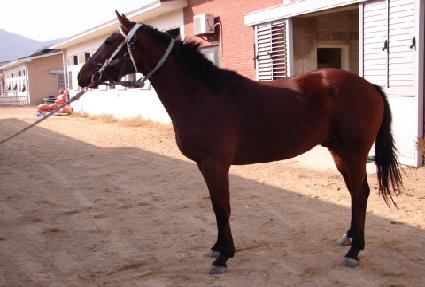 ����Ư�� ����