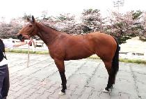 �׸������� (GREEN POLICE) ����