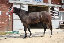 �λ��ǰż� (BUSANUI GEOSEONG) ����