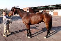 ���̾�� (LION GIRL) ����