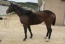 ����ǻó (ROSY FUTURE) ����