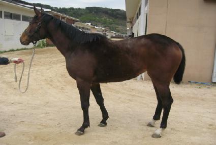 ����ǻó ����