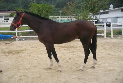 ����Ȳ�� ����