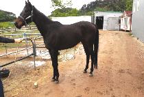 GIEONGNAL GEUNAL picture