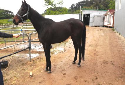 ��ﳯ�׳� ����