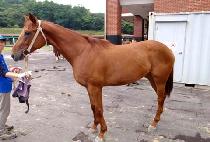 �� (PYEONGGANG) ����