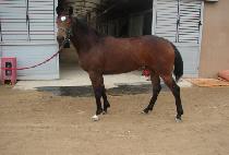 CHEONSAUIYONGGWANG picture