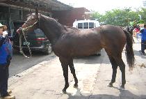 ��ǳ (MAPUNG) ����