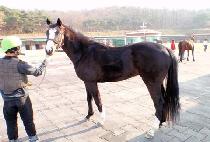 ������ (NEW CHANCE) ����