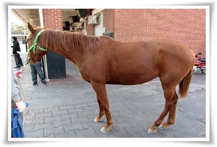 ���̵帲 ����