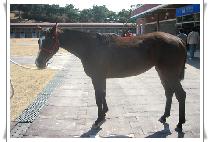 ��Ʈ�տ����� (STRONG ENERGY) ����