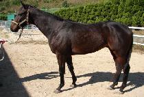 ����ȣ (JAI HO) ����