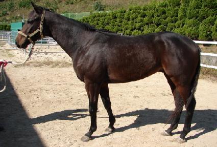 ����ȣ ����