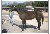 ����¡�� (RISING MAN) ����