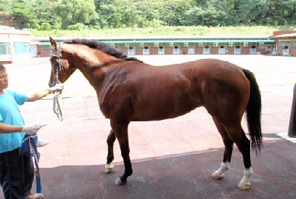 �÷����� ����