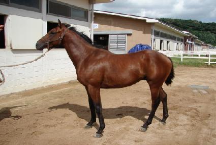 ����帲 ����