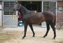 �ٶ����� (BARAMKOJI) ����