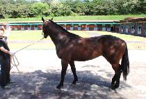 ��ũ����Ʈ (DARK KNIGHT) ����