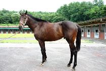 ��������Ʈ (MAGIC LIGHT) ����