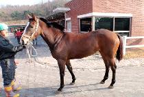 �̽��ֽ��� (MISS WHISTLER) ����