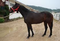 ������Ʈ (BEONGAE BOLT) ����