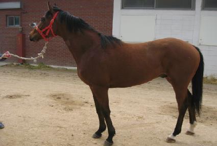 ����ŷī ����