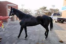 ڵ帮 (CONCORD DREAMER) 