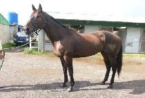 KOREA CAPTIN picture