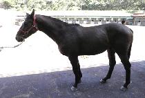 �ϴù� (HANEULMUN) ����