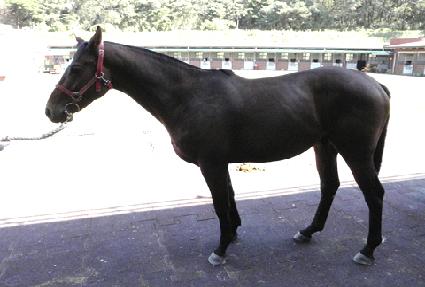 �ϴù� ����