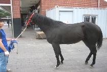 ������ (DAECHUJANG) ����