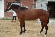 ���ͺ��� (BETTER BOY) ����