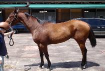 �����弼�� (BLUE BAND SERA) ����