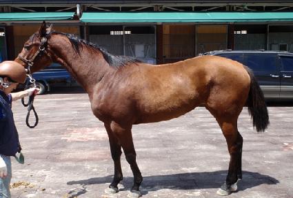 �����弼�� ����