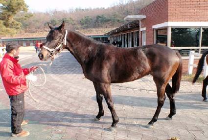 ��Ī����� ����