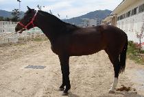 �Ƹ��ٿ���� (AREUMDAUN BULPAE) ����