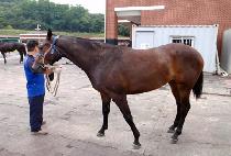 ���̿�è�Ǿ� (K ONE CHAMPION) ����