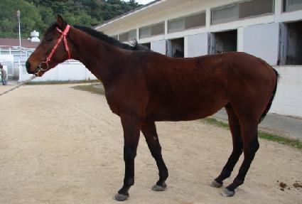 �÷������� ����