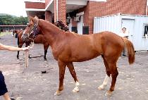 �������� (RED PEPPER) ����