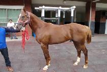 �������� (GEOMEUN JEGUK) ����