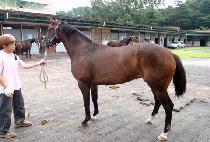 �ԹǷλ� (GEMEUROSA) ����