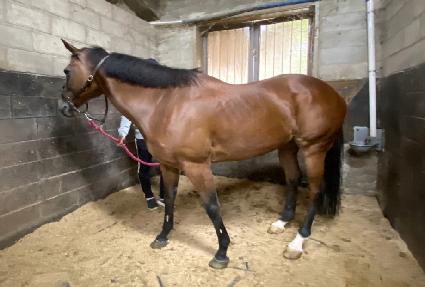 �Ƹ����� ����