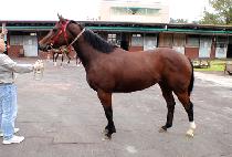 ������ (SENSAEMI) ����