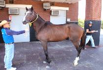 ����� (SENDAERO) ����