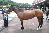 ���������� (SUPER POLICE) ����