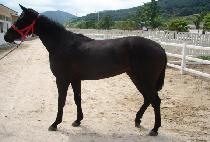 ������ (SNOW GIRL) ����